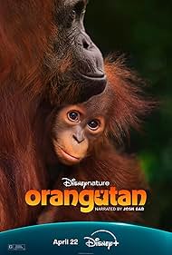 Subtitrare Orangutan (2026)